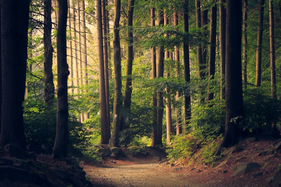 Wild Jim Corbett Safari Package - 5 Days / 4 Nights