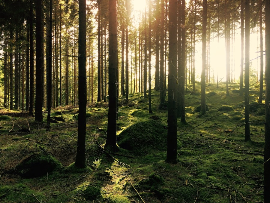 Dalhousie with Khajjiar and Chamba - 6 Days / 5 Nights